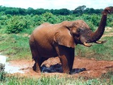 African Elephant Mudbath3