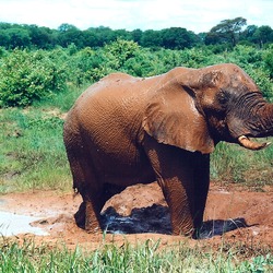 African Elephant Mudbath3