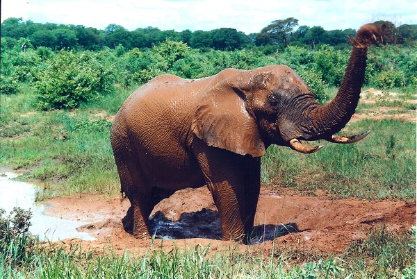 African Elephant Mudbath3