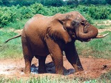 African Elephant Mudbath4