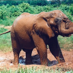 African Elephant Mudbath4