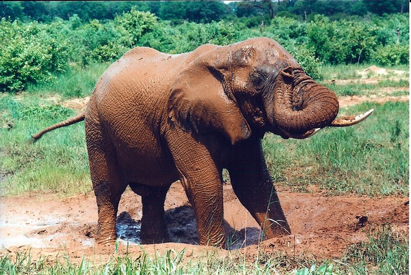 African Elephant Mudbath4