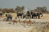 Large Land Mammals