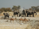 African Elephant Namibie Etosha Loxodonta africana