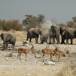 African Elephant Namibie Etosha Loxodonta africana