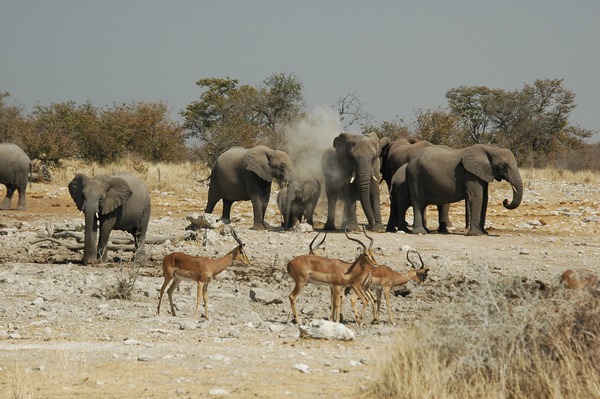African Elephant Namibie Etosha Loxodonta africana