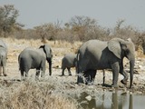 African Elephant Namibie EtoshaLoxodonta africana2