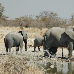 African Elephant Namibie EtoshaLoxodonta africana2