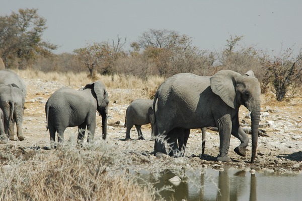 African Elephant Namibie EtoshaLoxodonta africana2