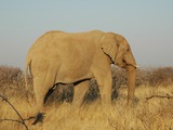 African Elephant Namibie Etosha