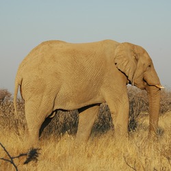 African Elephant Namibie Etosha