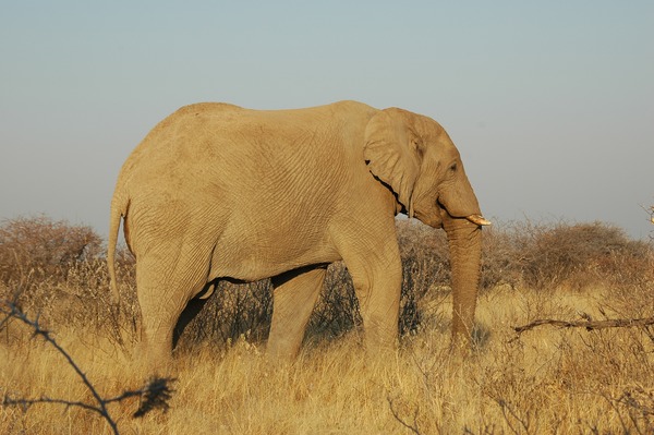 African Elephant Namibie Etosha