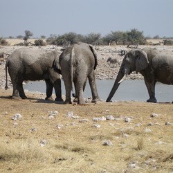 African Elephant Okakuejo Loxodonta africana