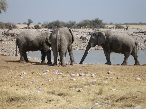 African Elephant Okakuejo Loxodonta africana