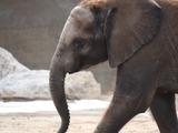African Elephant Scotty Baby Elephant 2