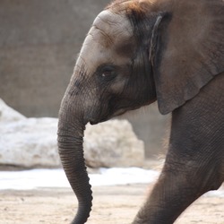 African Elephant Scotty Baby Elephant 2