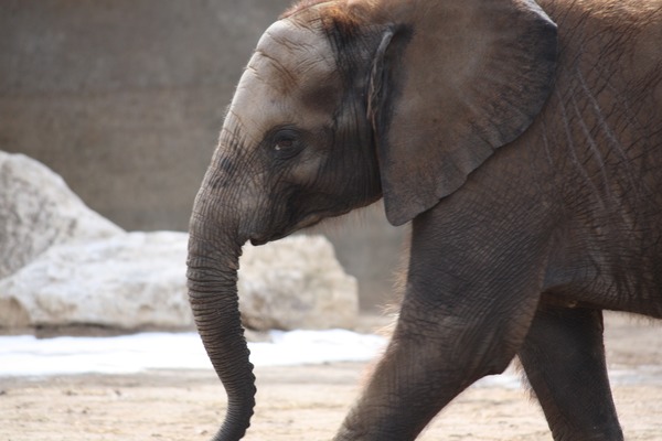 African Elephant Scotty Baby Elephant 2