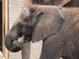 African Elephant Scotty Baby Elephant