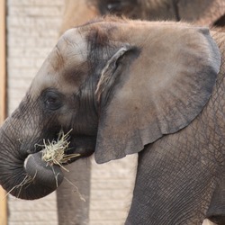 African Elephant Scotty Baby Elephant