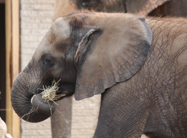 African Elephant Scotty Baby Elephant