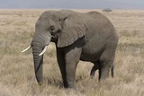 Large Land Mammals