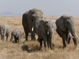 Herde Afrikanischer Elefanten verschiedenen Alters in der Serengeti