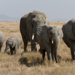 Herde Afrikanischer Elefanten verschiedenen Alters in der Serengeti