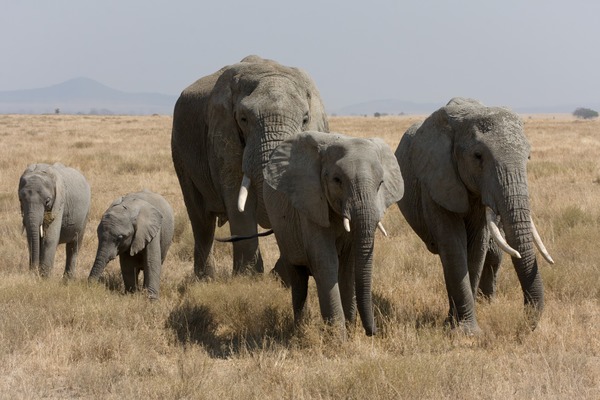 Herde Afrikanischer Elefanten verschiedenen Alters in der Serengeti