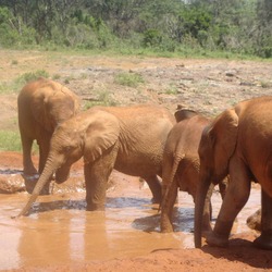 African Elephant Sheldrickwildlifetrust