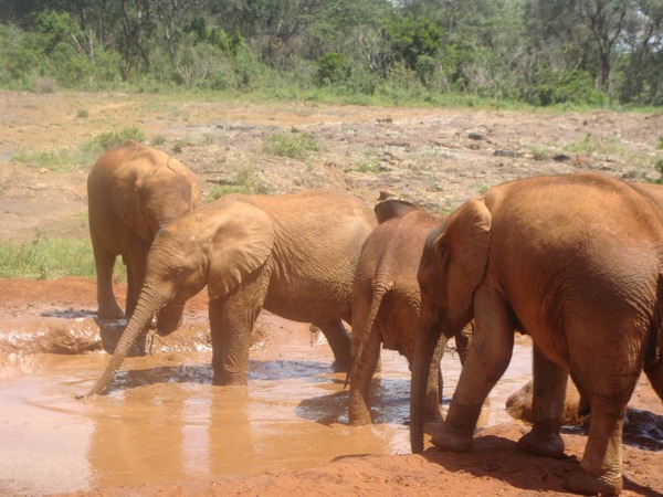 African Elephant Sheldrickwildlifetrust