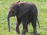 African Elephant Smaller_Babyelephant45_from_wiki_commons