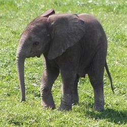 African Elephant Smaller_Babyelephant45_from_wiki_commons