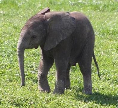 African Elephant Smaller_Babyelephant45_from_wiki_commons