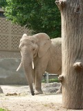 African Elephant Suisse_zoo_(31)