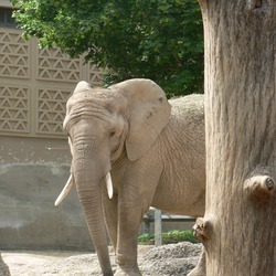 African Elephant Suisse_zoo_(31)