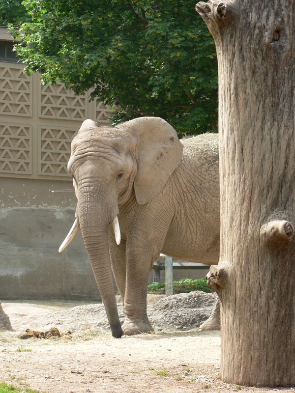 African Elephant Suisse_zoo_(31)