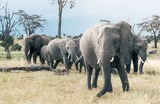 African Elephant Photo Gallery