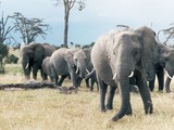 African Elephants in Sweetwater National Parks, Kenya