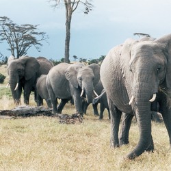 African Elephants in Sweetwater National Parks, Kenya