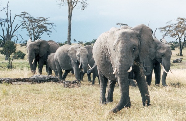 African Elephants in Sweetwater National Parks, Kenya