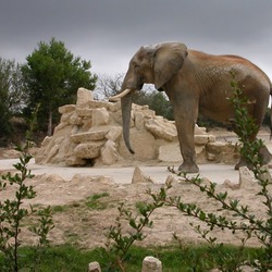African Elephant Syl20ElephantAfrique1