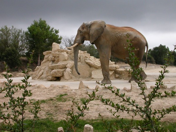 African Elephant Syl20ElephantAfrique1