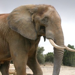 African Elephant Syl20elephantafrique2