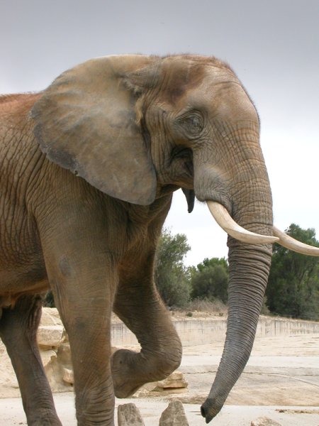 African Elephant Syl20elephantafrique2
