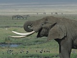 African Elephant Tanzanian_Elephant