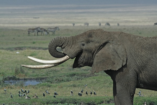 African Elephant Tanzanian_Elephant