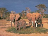African Elephant ThreeElephants