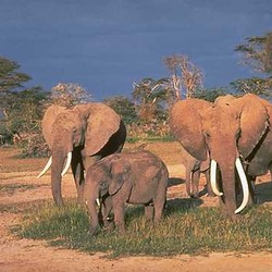 African Elephant ThreeElephants