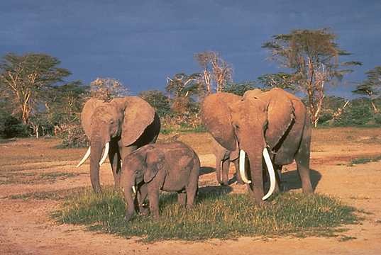 African Elephant ThreeElephants
