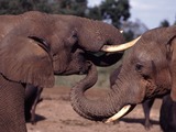 African Elephant Trunk Mouth
